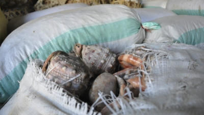 Bắt 2,4 tấn ngà voi "núp bóng" ốc 